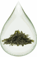 Seaweeds