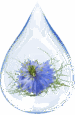 black-cumin-seed-oil