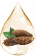 cacao