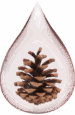 ceedar-wood