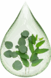 eucalyptus