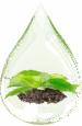 green-tea